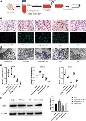 Ceiling culture of human mature white adipocytes with a browning agent: A novel approach to induce transdifferentiation into beige adipocytes